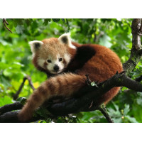 RAVENSBURGER Puzzle Panda červená 500 dílků