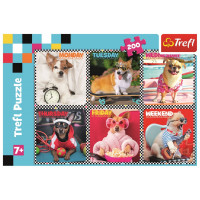 TREFL Puzzle Veselí pejsci 200 dílků