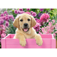 CASTORLAND Puzzle Labrador v růžovém boxu 300 dílků