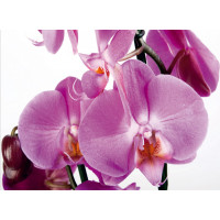 Moderní fototapeta - Fialová orchidej - 360x254 cm