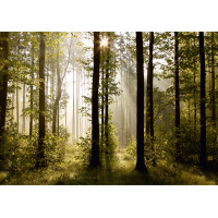 Moderní fototapeta - Magický les - 360x254 cm