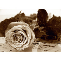 Moderní fototapeta - Černobílá růže - 360x254 cm