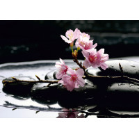 Moderní fototapeta - Květy sakury na lávových kamenech - 360x254 cm