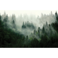Moderní fototapeta - Magický les - 155x110 cm