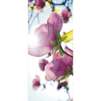 Moderní fototapeta - Magnolie - 90x202 cm