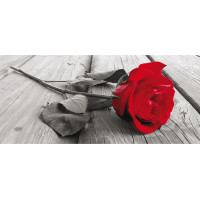 Moderní fototapeta - Červená růže - 202x90 cm