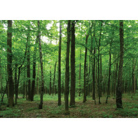 Moderní fototapeta - Les - 155x110 cm