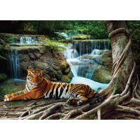 Moderní fototapeta - Tygr u vodopádu - 155x110 cm