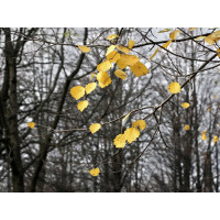 Moderní fototapeta - Podzimní listí - 360x270 cm