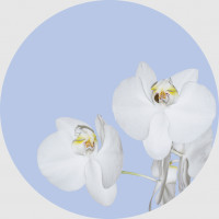 Moderní fototapeta - Orchidej na modrém pozadí - kulatá - 140 cm