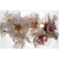 Moderní fototapeta - Květy sakury - kulatá - 70 cm