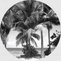 Moderní fototapeta - Kokosové palmy - kulatá - 70 cm