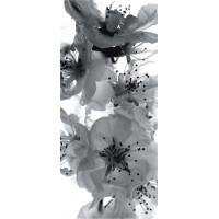 Moderní fototapeta - Květy sakury - černobílé - 90x202 cm