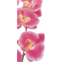Moderní fototapeta - Růžové orchideje - 90x202 cm