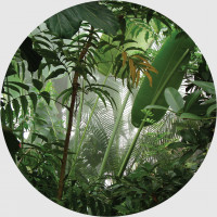 Moderní fototapeta - Tropické rostliny - kulatá - 70 cm