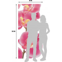 Moderní fototapeta - Růžové orchideje - 90x202 cm