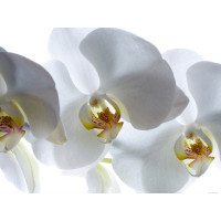 Moderní fototapeta - Bílá orchidej - 360x270 cm
