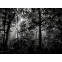 Moderní fototapeta - Černobílý les - 360x270 cm
