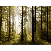 Moderní fototapeta - Magický les - 360x270 cm