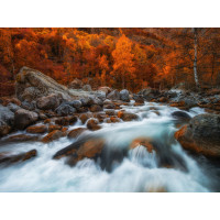 Moderní fototapeta - Řeka v podzimním lese - 360x270 cm
