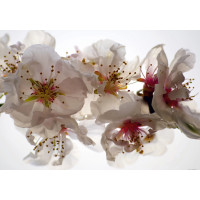 Moderní fototapeta - Květy sakury - 360x270 cm