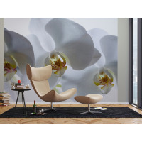 Moderní fototapeta - Bílá orchidej - 360x270 cm