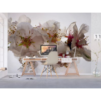 Moderní fototapeta - Květy sakury - 360x270 cm