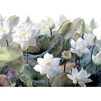 Moderní fototapeta - Bílé lotosy - 360x270 cm