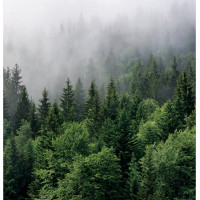 Moderní fototapeta - Les v ranní mlze - 225x270 cm