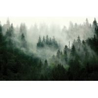 Moderní fototapeta - Magický les - 375x270 cm