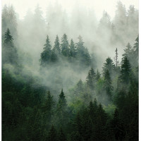Moderní fototapeta - Magický les - 225x270 cm