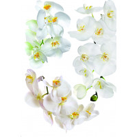 Moderní samolepka na zeď - Květy orchideje - 65x85 cm