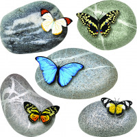 Moderní samolepka na zeď - Motýli na kamenech - 30x30 cm