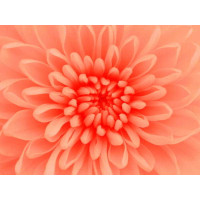 Deka HARMONY 3D květ 150x200 cm - oranžová