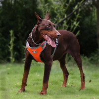Beztlakový postroj pro psa ASTRO - pomerančový - rozměr L