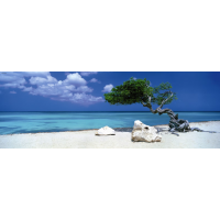 HEYE Panoramatické puzzle Strom Divi Divi (Aruba, Antily) 1000 dílků