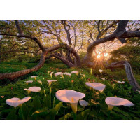 HEYE Puzzle Magic Forests: Kornoutice africká 1000 dílků
