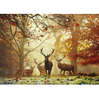 HEYE Puzzle Kouzelné lesy: Jeleni 1000 dílků