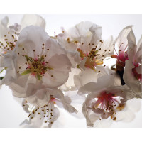 Designový závěs - Květy jabloní - 180x160 cm