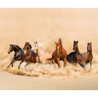 Designový závěs - Stádo divokých koní - 280x245 cm