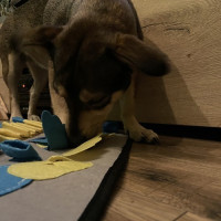 Čmuchací kobereček pro psy i kočky - modrý/žlutý