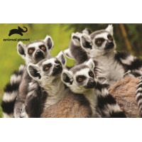 PRIME 3D Puzzle Animal planet: Lemur kata 3D 150 dílků