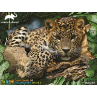 PRIME 3D Puzzle Animal planet: Ohrožené druhy - Jaguár 3D 100 dílků