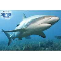 PRIME 3D Puzzle Žralok Perezův 3D 150 dílků