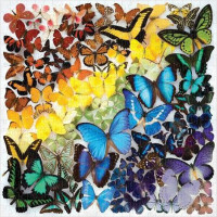 Galison Puzzle Duhoví motýli 500 dílků