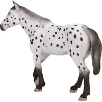 Mojo Appaloosa hřebec