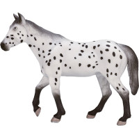 Mojo Appaloosa hřebec