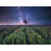 RAVENSBURGER Puzzle Noční obloha nad obilným polem 1500 dílků