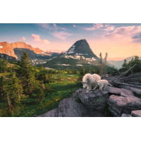 RAVENSBURGER Puzzle Alpská koza s mládětem 3000 dílků