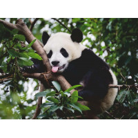RAVENSBURGER Puzzle Panda 500 dílků